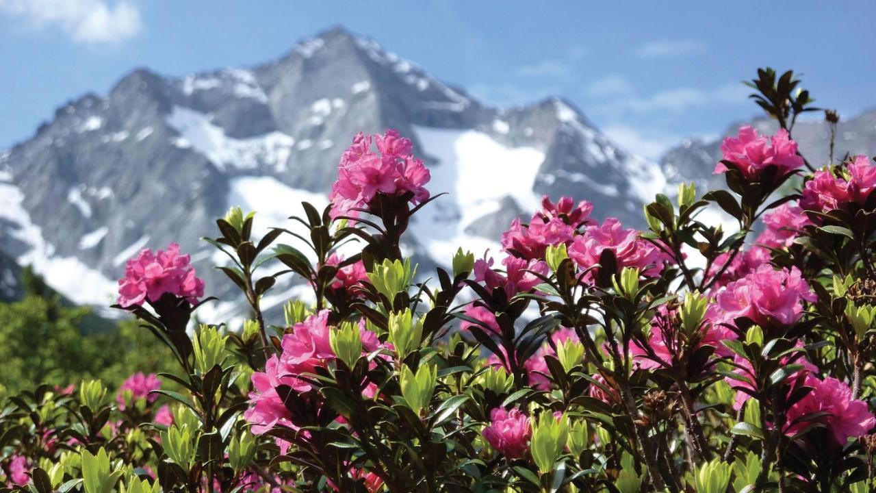 Guesthouse Alpenrose Mestia Exterior photo